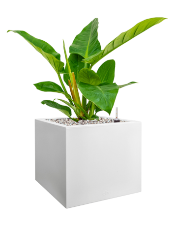 Philodendron `Imperial Green' In Vivo Next
