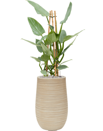 Philodendron 'Silver `Queen' In Baq Dune