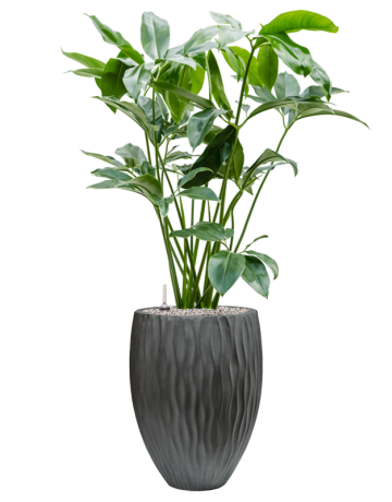 Philodendron 'Green Wonder' In Wave