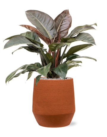 Philodendron `Imperial Red' In Humus