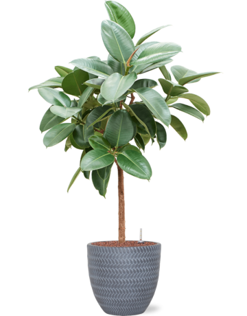 Ficus Elastica 'Robusta' In Baq Angle