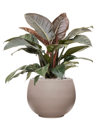 Philodendron `Imperial Red' In Rotunda Urban