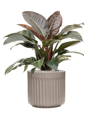 Philodendron `Imperial Red' In Doric Natural