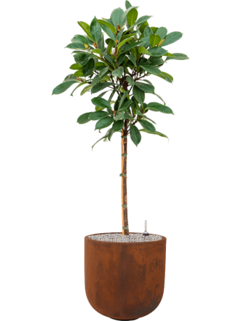 Ficus Cyathistipula In Static (GRC)