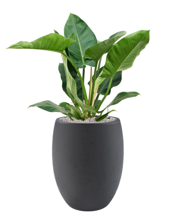 Philodendron 'Imperial Green' In Grigio