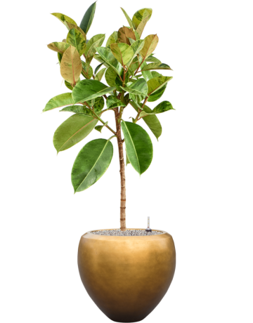 Ficus Elastica 'Shivereana Moonshine' In Baq Metallic