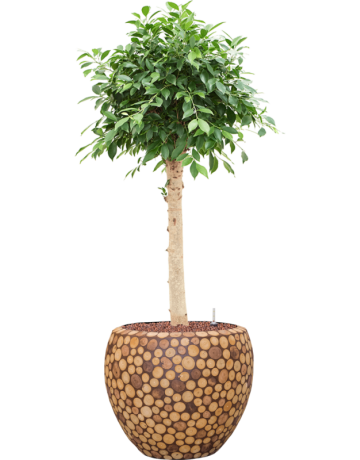 Ficus Microcarpa 'Nitida' In Baq Facets Ageless