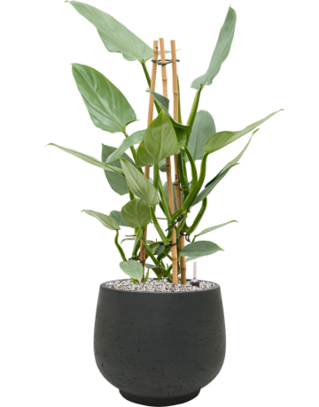 Philodendron 'Silver `Queen' In Rough
