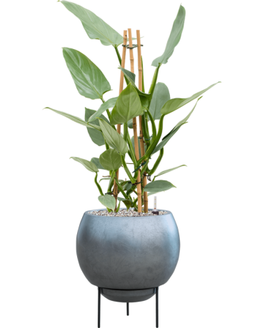 Philodendron 'Silver `Queen' In Baq Metallic Silver Leaf
