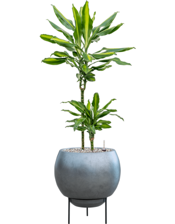 Dracaena Fragrans 'Cintho' In Baq Metallic Silver Leaf