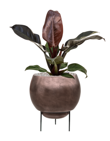 Philodendron `Imperial Red' In Baq Metallic Silver Leaf