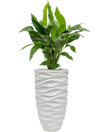 Spathiphyllum 'Sweet Lauretta' In Baq Luxe Lite Glossy Sea