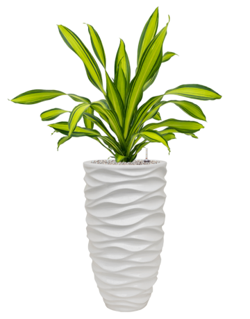 Dracaena Fragrans 'Charley' In Baq Luxe Lite Glossy Sea