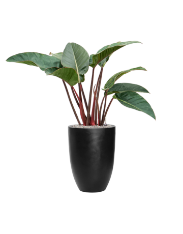 Philodendron 'Red Beauty' In Fiberstone