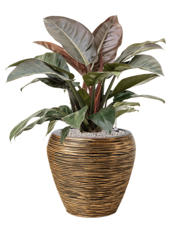 Philodendron `Imperial Red' In Capi Nature Rib NL