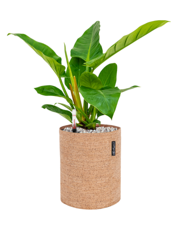 Philodendron `Imperial Green' In Lechuza Trendcover 23 Cork