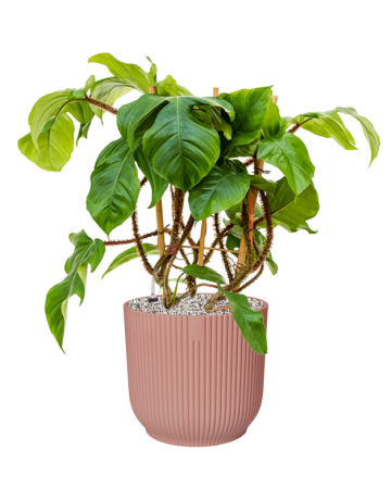 Philodendron Squamiferum In Vibes Fold