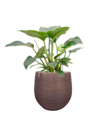 Philodendron 'Green Beauty' In Lydia