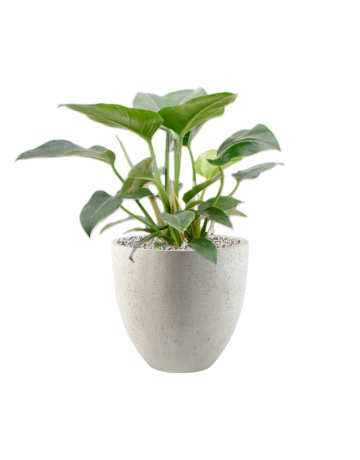 Philodendron 'Green Beauty' In Grigio
