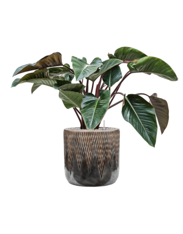 Philodendron 'Red Beauty' In Baq Luxe Lite Universe Comet