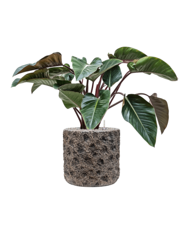 Philodendron 'Red Beauty' In Baq Luxe Lite Universe Moon