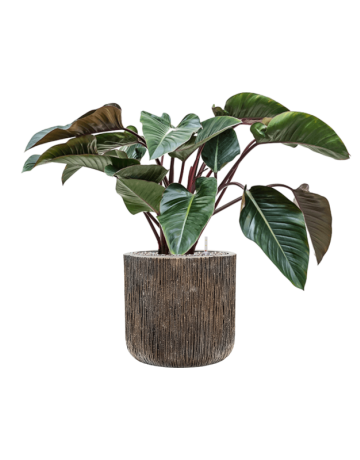 Philodendron 'Red Beauty' Baq Luxe Lite Universe Waterfall