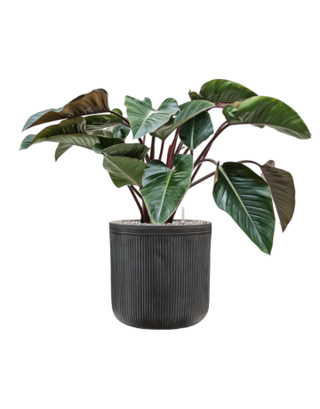 Philodendron 'Red Beauty' In Baq Vertical Rib