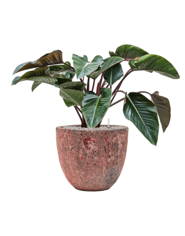 Philodendron 'Red Beauty' In Baq Lava