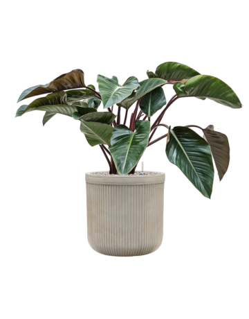 Philodendron 'Red Beauty' In Baq Vertical Rib
