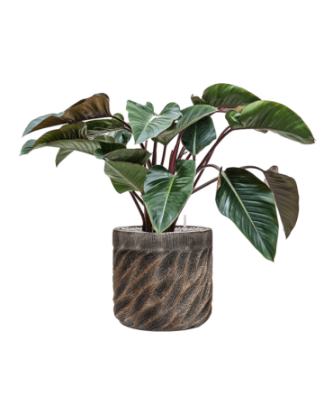 Philodendron 'Red Beauty' In Baq Luxe Lite Universe Wave