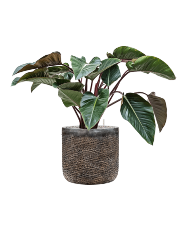 Philodendron 'Red Beauty' In Baq Luxe Lite Universe Layer