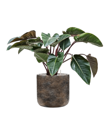 Philodendron 'Red Beauty' In Baq Luxe Lite Universe Wrinkle