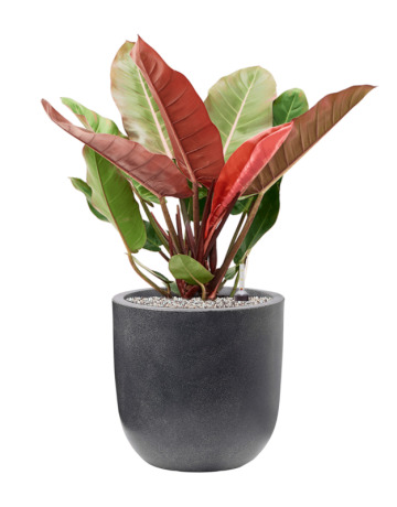 Philodendron 'Prince Of Orange' In Capi Waste Smooth NL