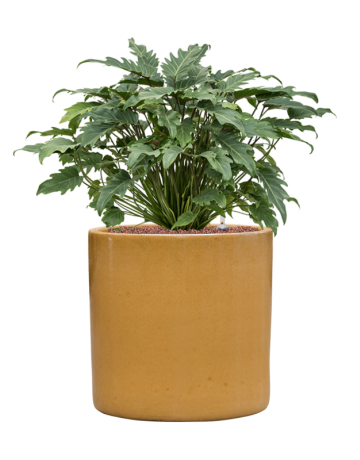 Philodendron 'Xanadu' In Cylinder