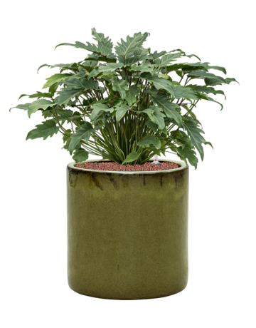 Philodendron 'Xanadu' In Cylinder