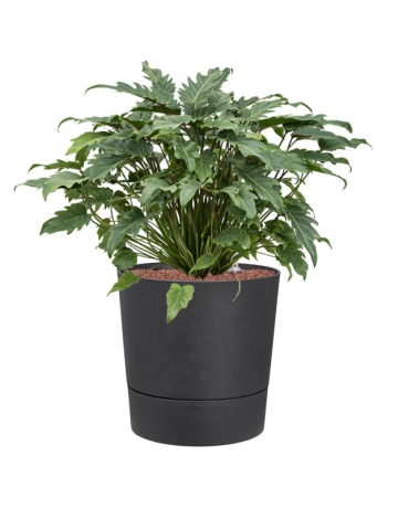 Philodendron 'Xanadu' In Greensense Aqua Care
