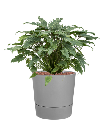 Philodendron 'Xanadu' In Greensense Aqua Care