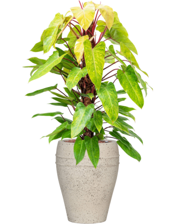 Philodendron 'Painted Lady' In Mediterranean