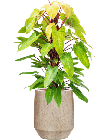 Philodendron 'Painted Lady' In Mineral
