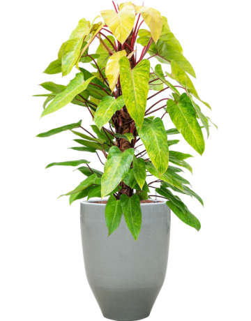 Philodendron 'Painted Lady' In One And Only