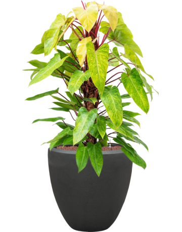 Philodendron 'Painted Lady' In Baq Polystone Plain