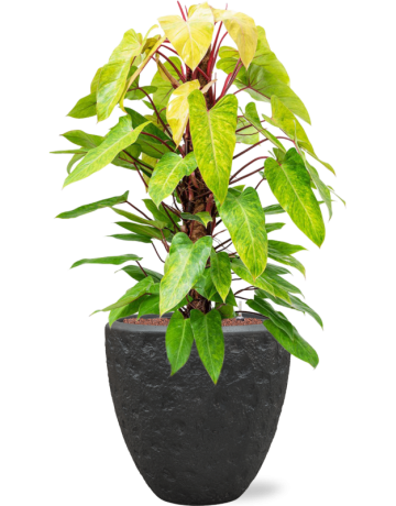 Philodendron 'Painted Lady' In Baq Polystone Rockwell