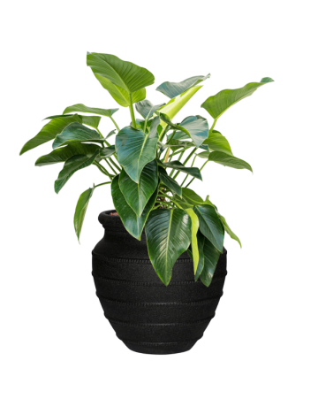 Philodendron 'Green Beauty' In Treasure