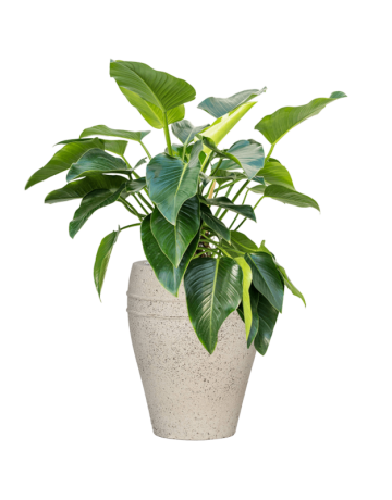 Philodendron 'Green Beauty' In Mediterranean