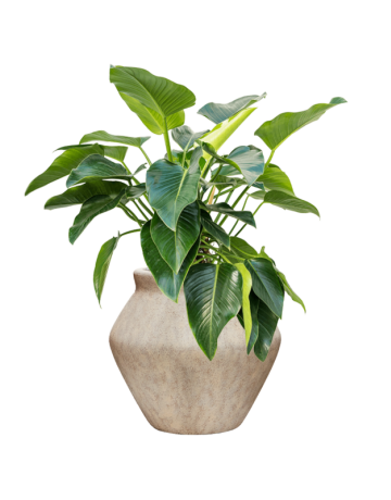 Philodendron 'Green Beauty' In Mineral