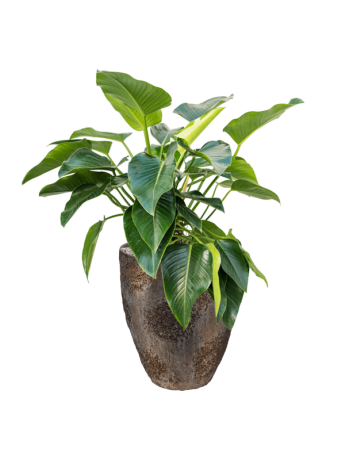 Philodendron 'Green Beauty' In Oyster