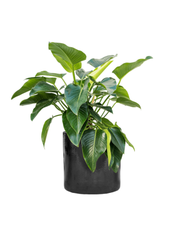 Philodendron 'Green Beauty' In Cylinder