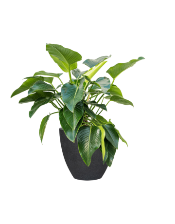 Philodendron 'Green Beauty' In Granite