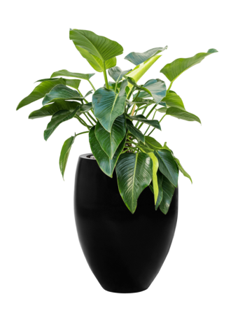 Philodendron 'Green Beauty' In Fiberstone