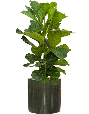 Ficus Lyrata In Plain Striped
